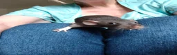 Rat rodents for sale: Baby rats! Mixed sexes and colours in Sheffield - Advert 5