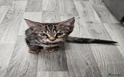 Russian Blue cats for sale: Mix Russian Blue and Maine Coon  - Image 5