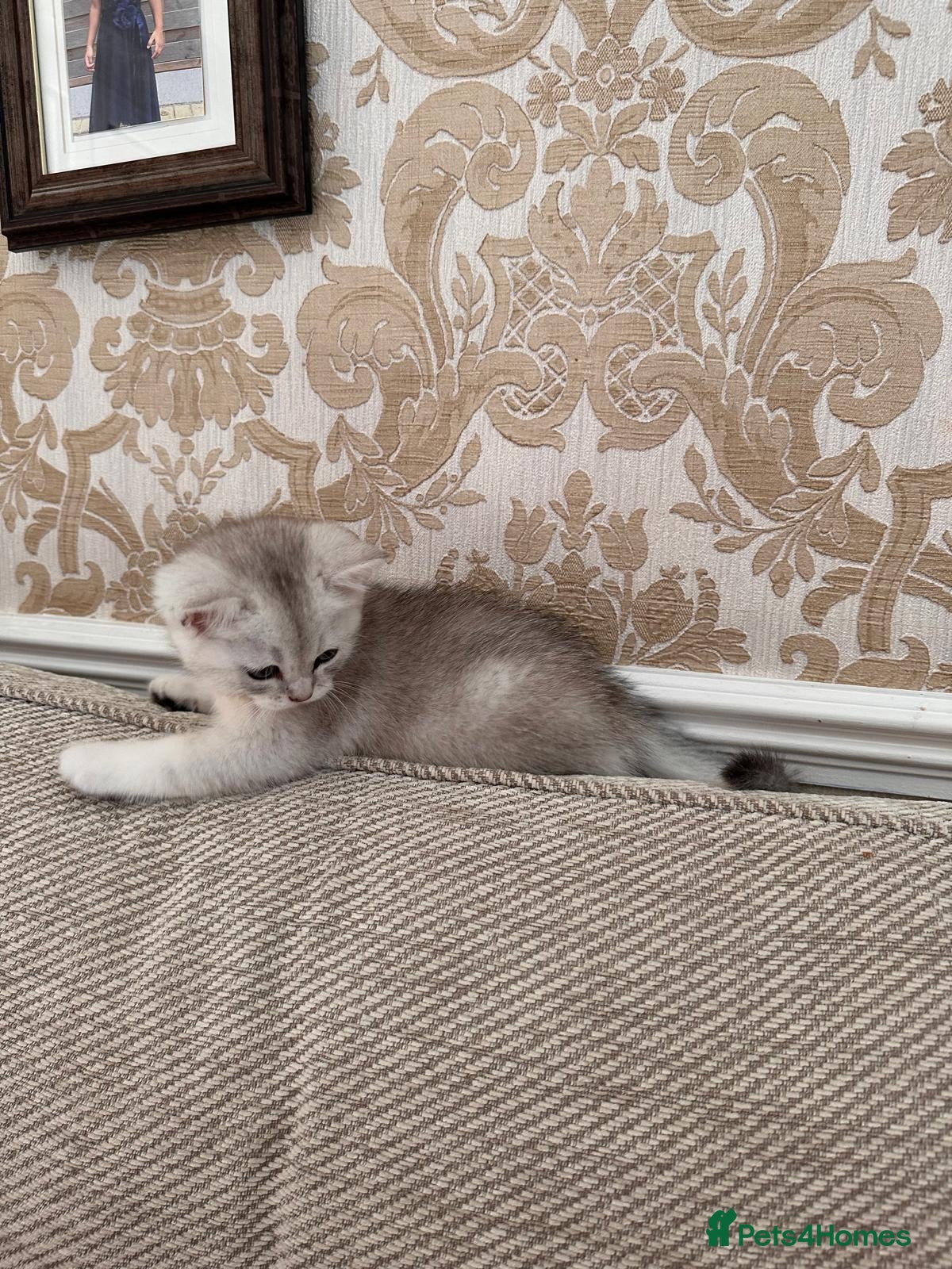 British Shorthair cats Scottish straight,black silver shaded - Advert 1
