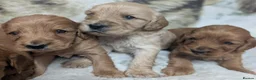 Cockapoo dogs for sale: Quality, DNA Health Clear F1 Cockapoo puppies - Advert 10