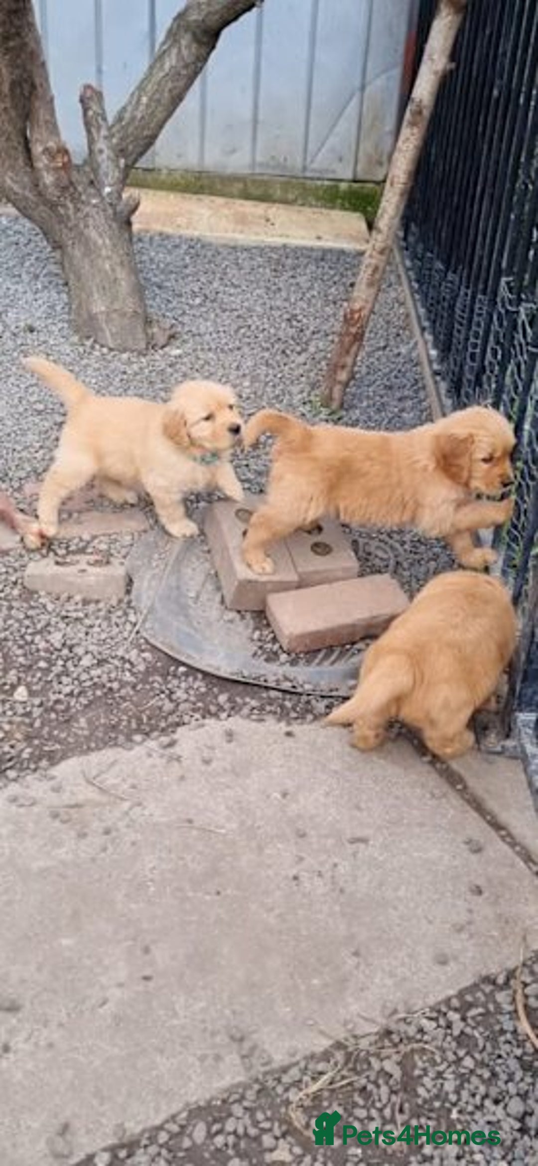 Golden Retriever dogs for sale: Adorable golden retriever puppy for sale. - Image 2
