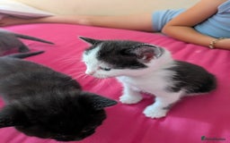 British Shorthair cats for sale: Short haired kittens - Image 3