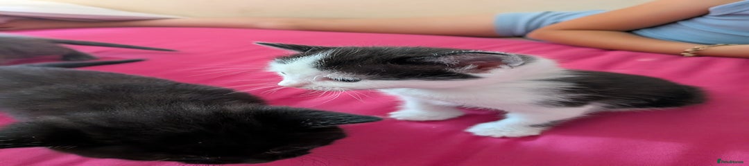 British Shorthair Kitten 3