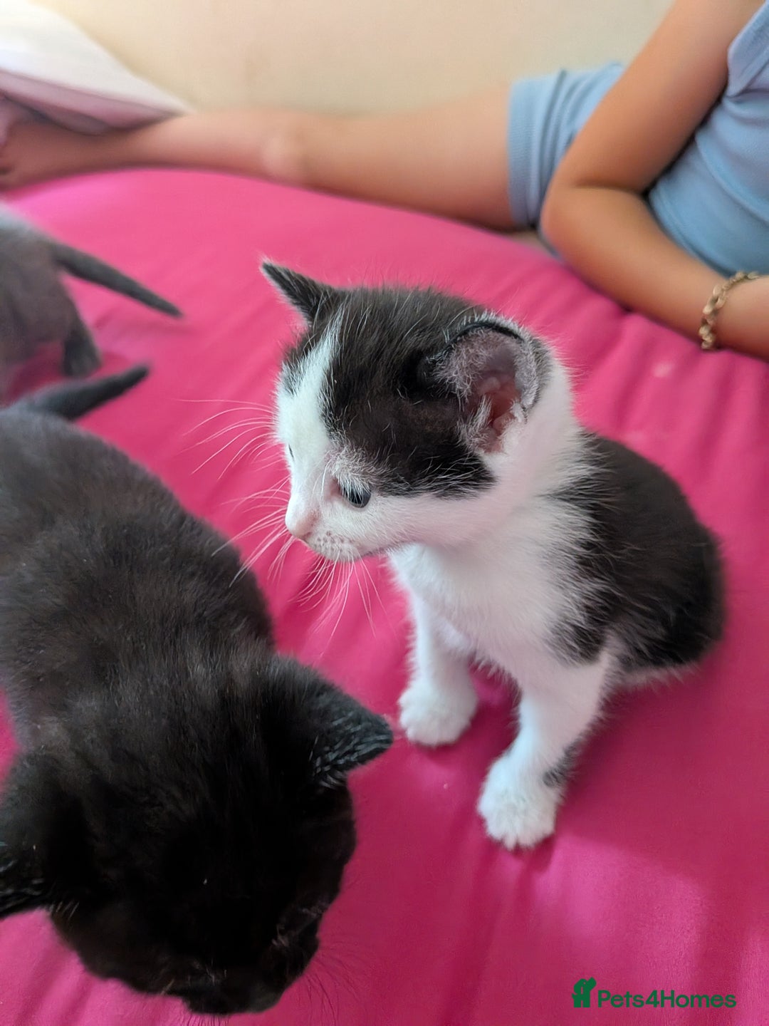 British Shorthair cats for sale: Short haired kittens - Image 3