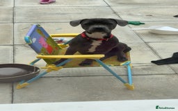 Mixed Breed dogs for sale: Blue staff cross French bulldog! - Image 5