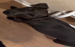 Patterdale Terrier dogs for sale: Patterdale puppies good bloodlines - Image 7
