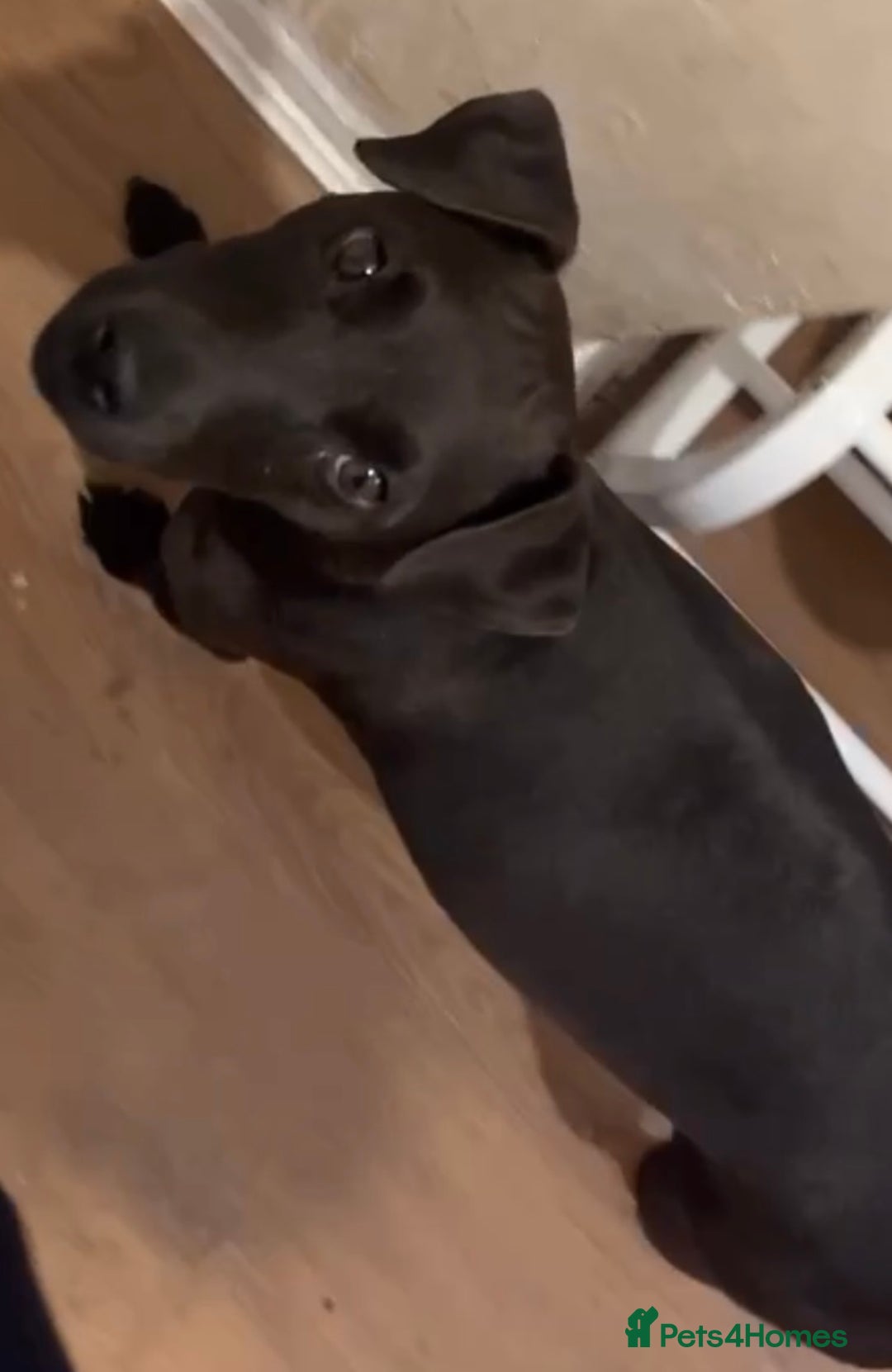 Patterdale Terrier dogs for sale: Patterdale puppies good bloodlines - Image 7