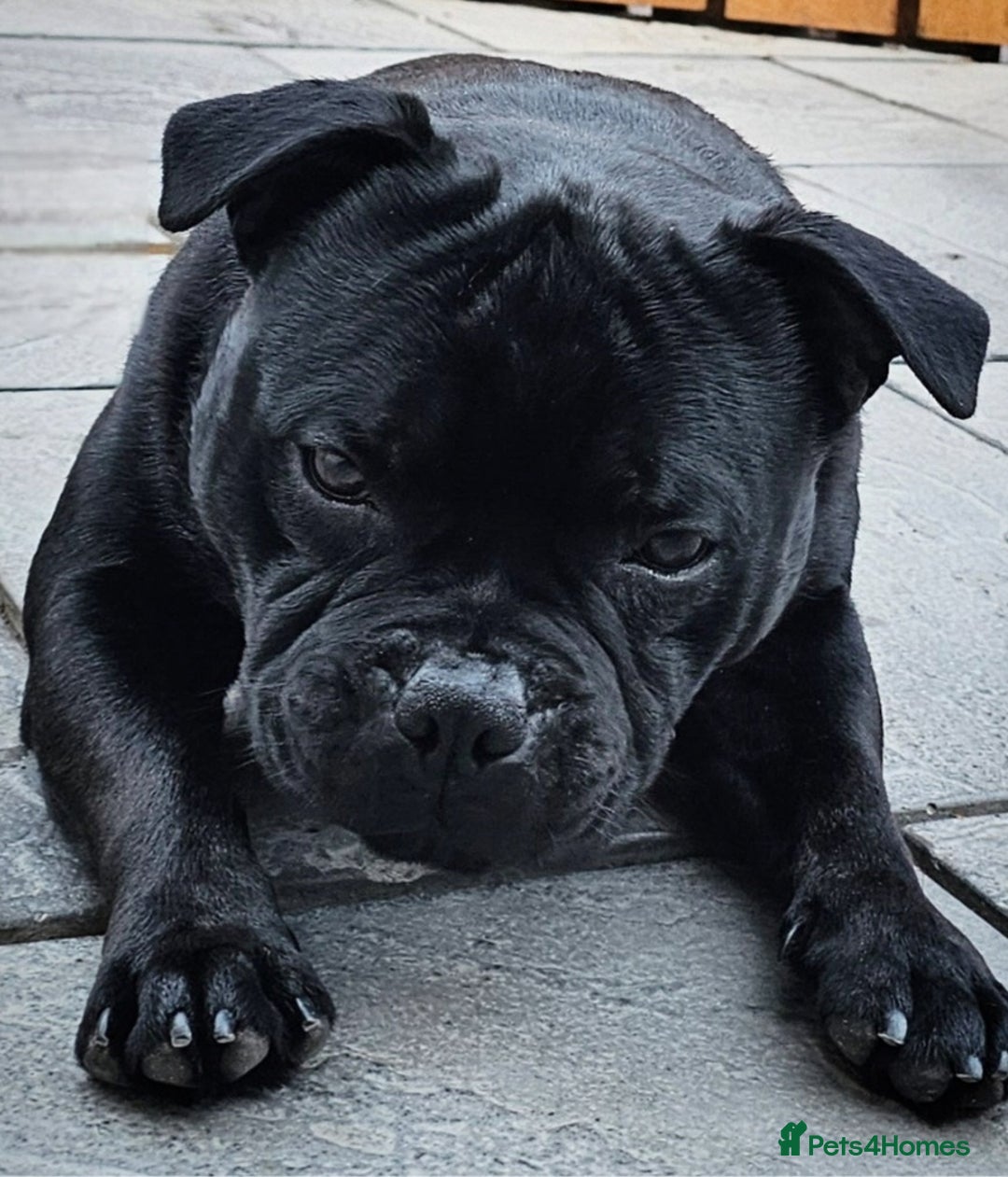 Staffordshire Bull Terrier dogs for stud: Mr T Champion sired Stud Blue gene 🧬 - Image 11