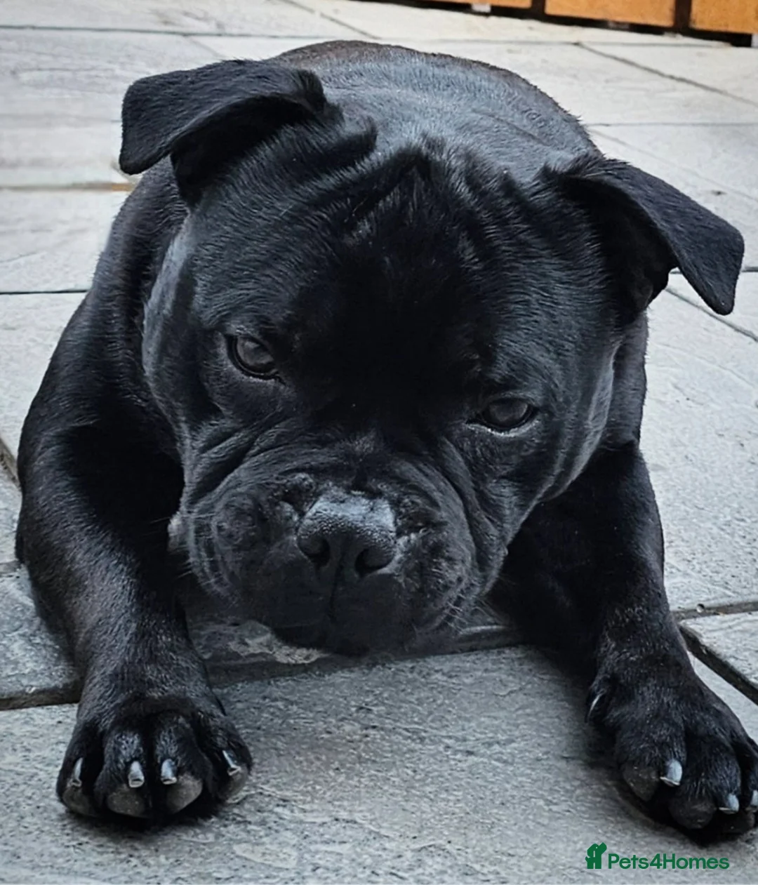 Staffordshire Bull Terrier dogs for stud: The one & only 'Mr T' Champ Sired - Advert 12