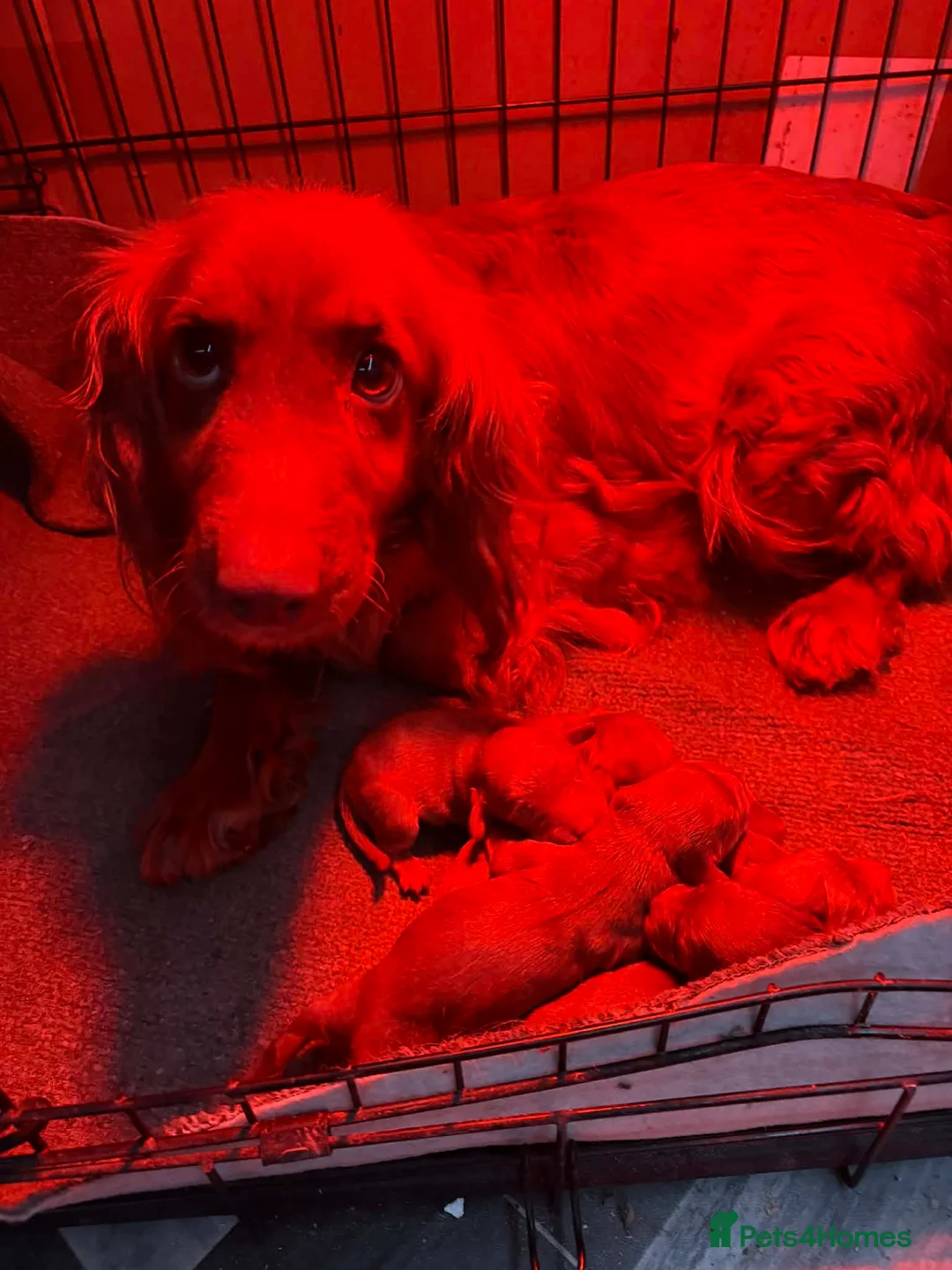 Cockapoo dogs for sale: Beautiful F1 Toy Cockapoos - Advert 7