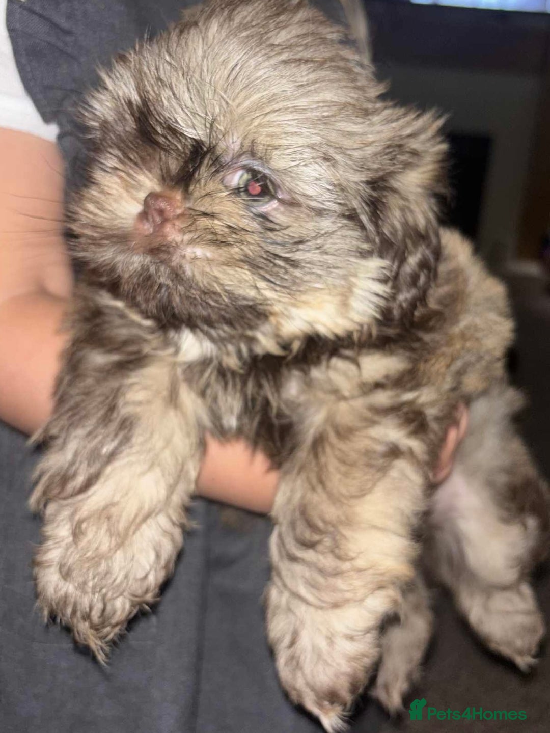 Shih Tzu dogs for sale: Imperial shih tzu pups - Image 5