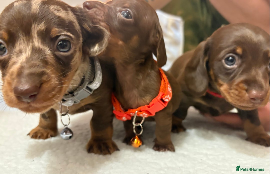 Miniature Dachshund dogs for sale: Miniature Dachshund puppies 🐶  - Image 3