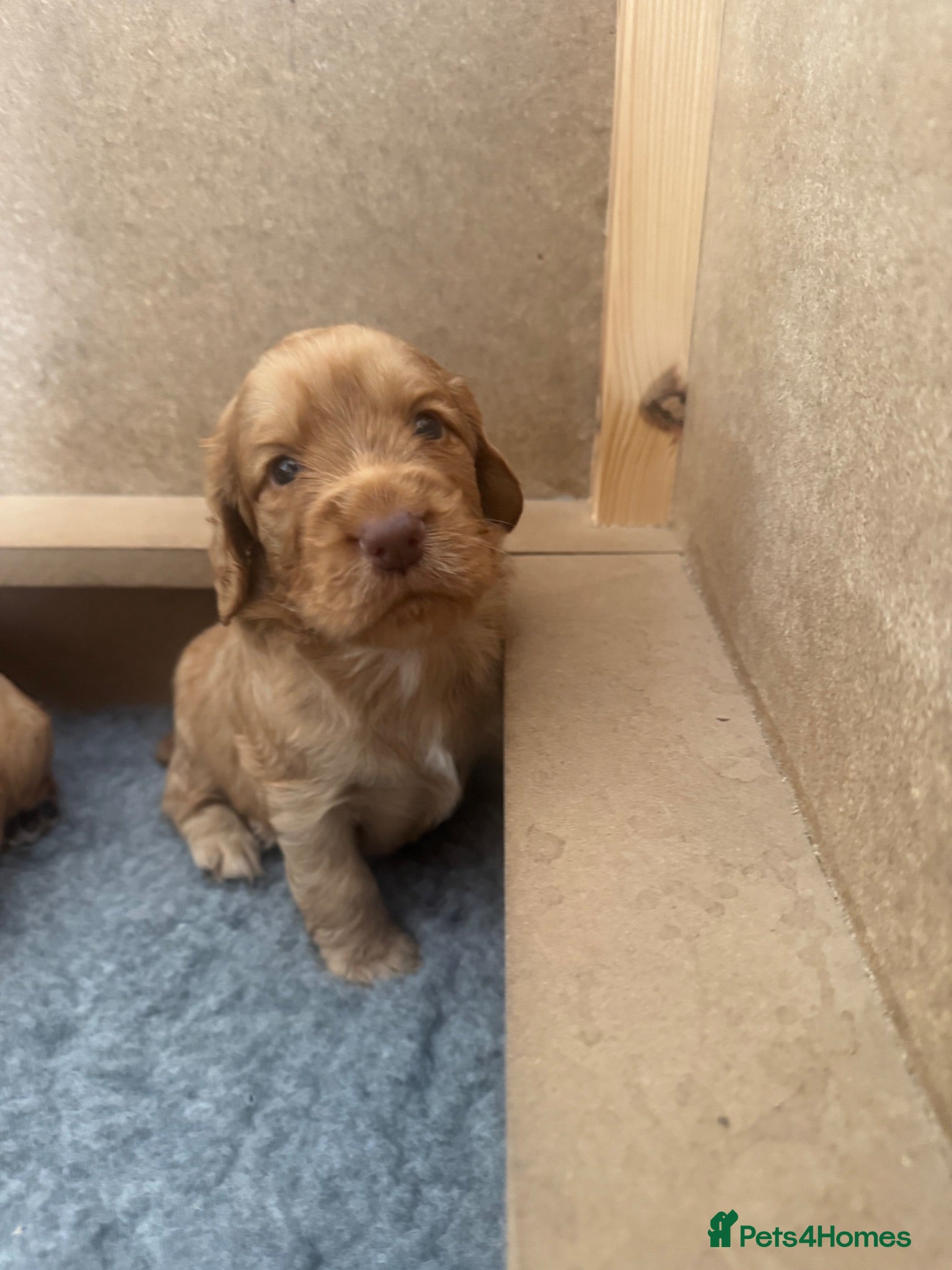 Cocker Spaniel dogs Stunning Working Cocker Spaniel Puppies - Advert 15