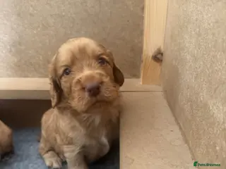 Cocker Spaniel dogs Stunning Working Cocker Spaniel Puppies - Advert 15