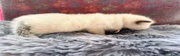 Ragdoll cats for sale: 2 Chunky Fluffy Purebred Ragdolls - Advert 6