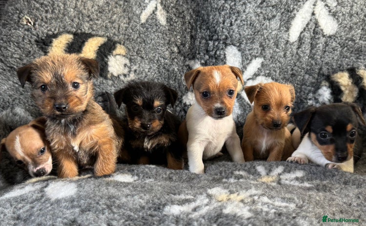 Jack Russell dogs - Advert 1