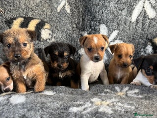 Jack Russell dogs - Advert 2