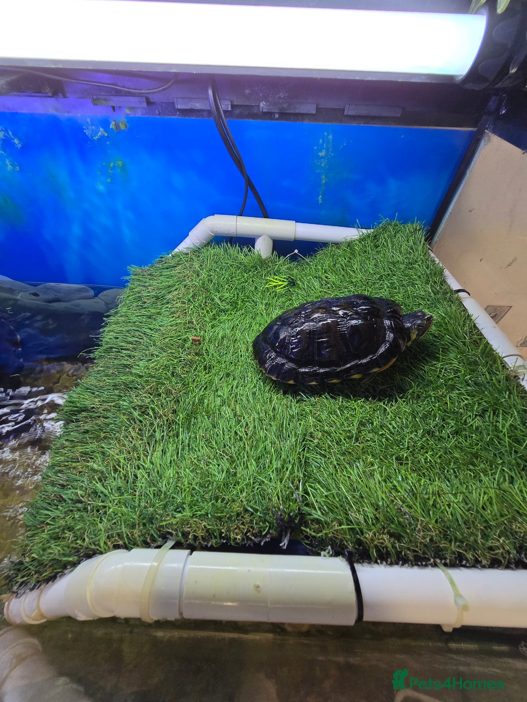 Turtle reptiles for sale: 3x Yellow slider turtles - Image 9