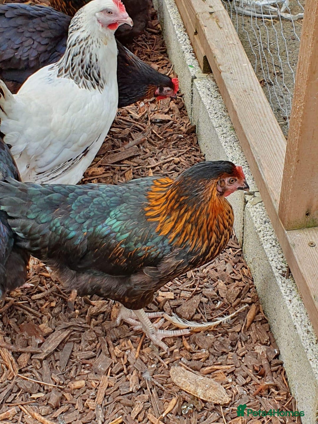 Chickens poultry for sale: Chickens for sale  - Advert 3