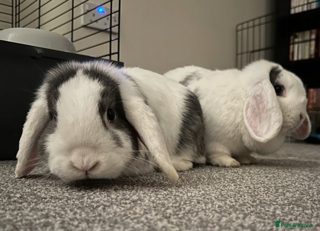 English Lop Rabbits Breed - Information, Temperament, Size & Price ...