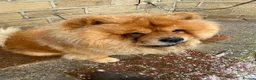 Chow Chow dogs for sale: Chow chow  - Advert 20