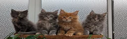 Maine Coon cats for sale: Adorable Maine coon kittens  - Advert 24