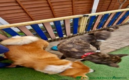 Japanese Akita Inu dogs for sale: Japonese Akita Inu - Advert 20