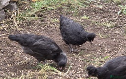 Chickens poultry for sale: 8 week old Arucana X  - Image 1