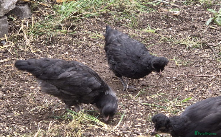 Chickens poultry - Advert 11