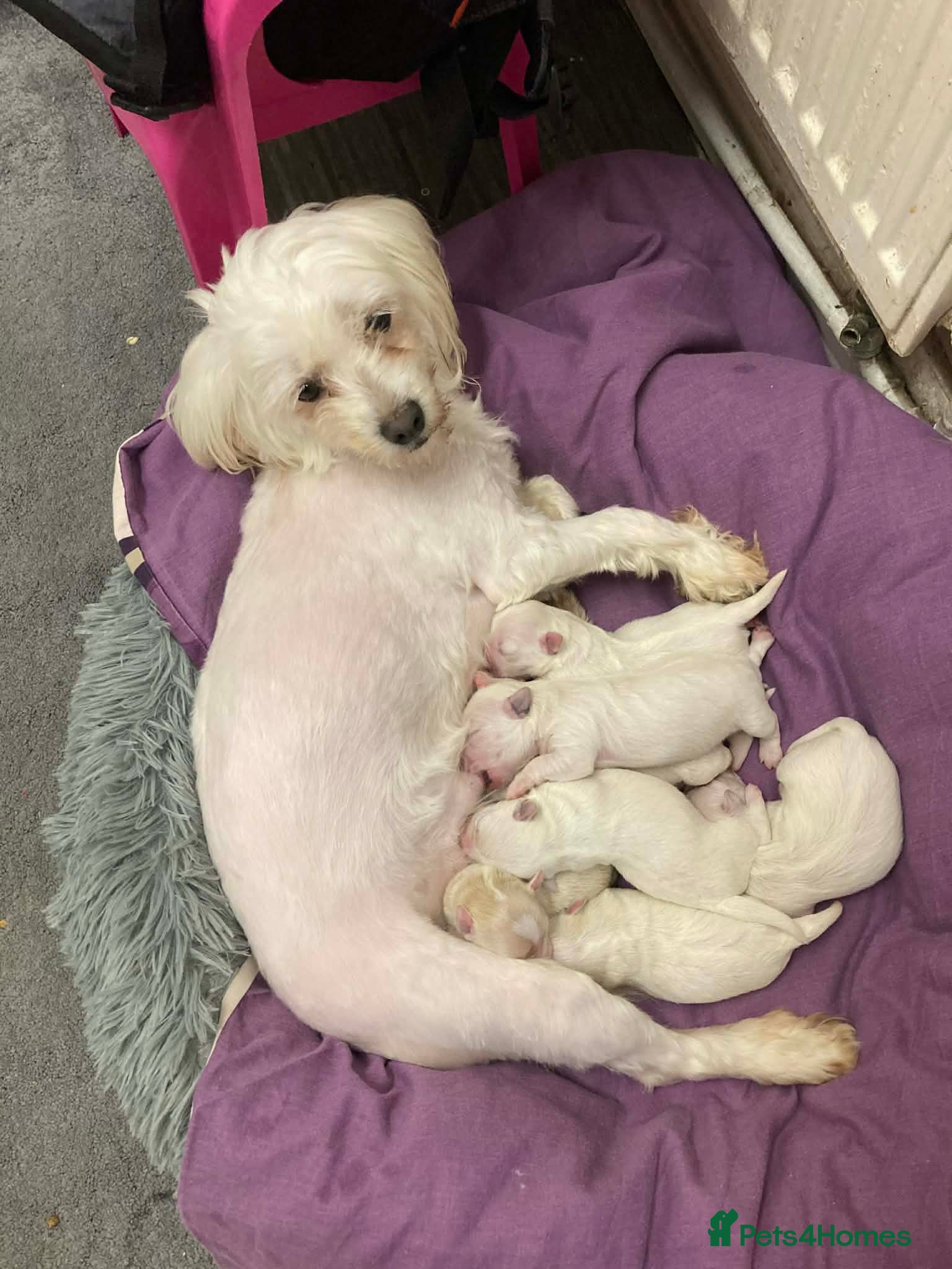 Bichon Frise dogs Ms Antonio Vlasceanu - Advert 1