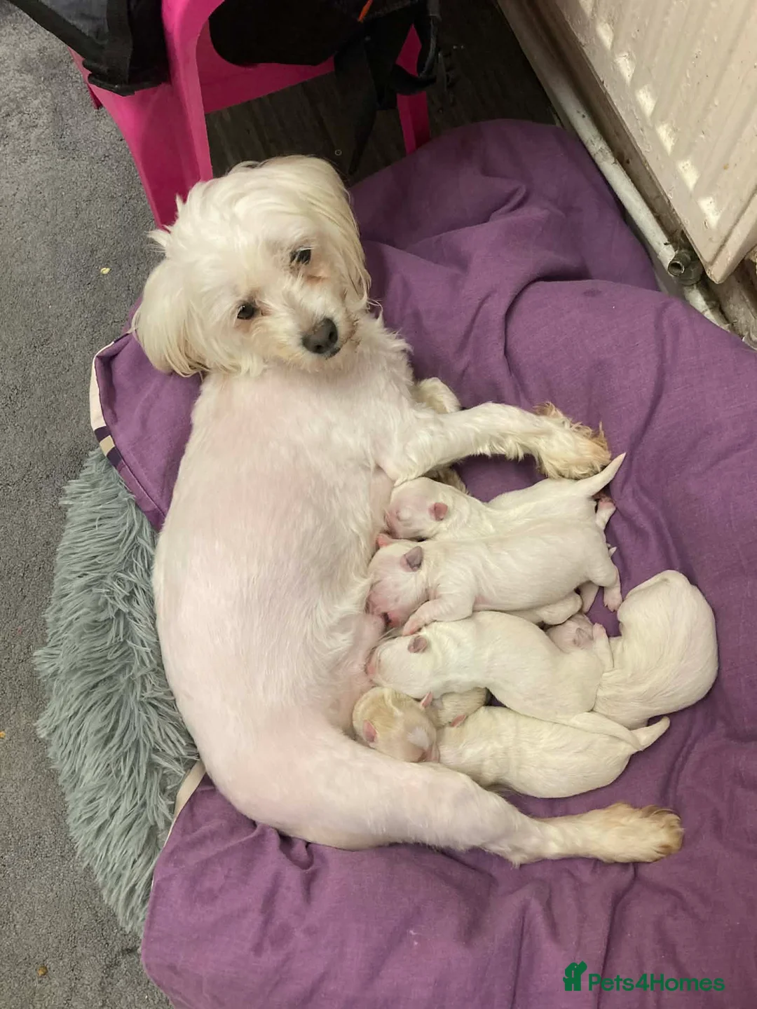 Bichon Frise dogs for sale: Ms Antonio Vlasceanu - Advert 1