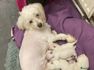 Bichon Frise dogs Ms Antonio Vlasceanu - Advert 1