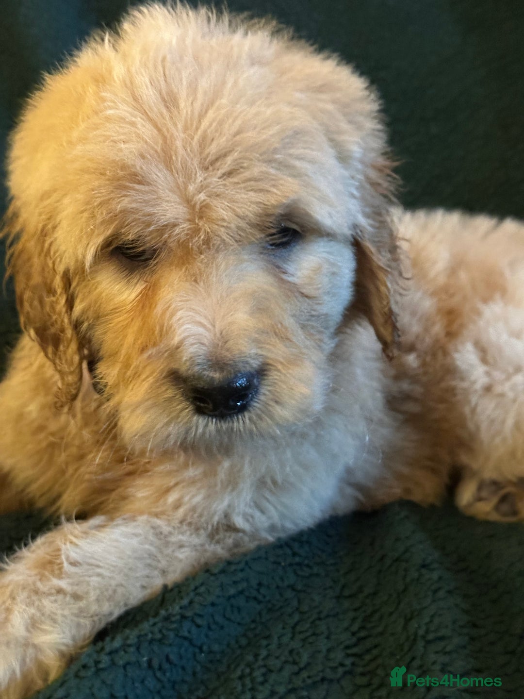 Goldendoodle dogs for sale: Goldendoodle Puppies – Ready Now, Don’t Miss Out! in Llanbrynmair - Image 25