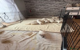 West Highland Terrier dogs for sale: KC West Highland Terrier - Image 16