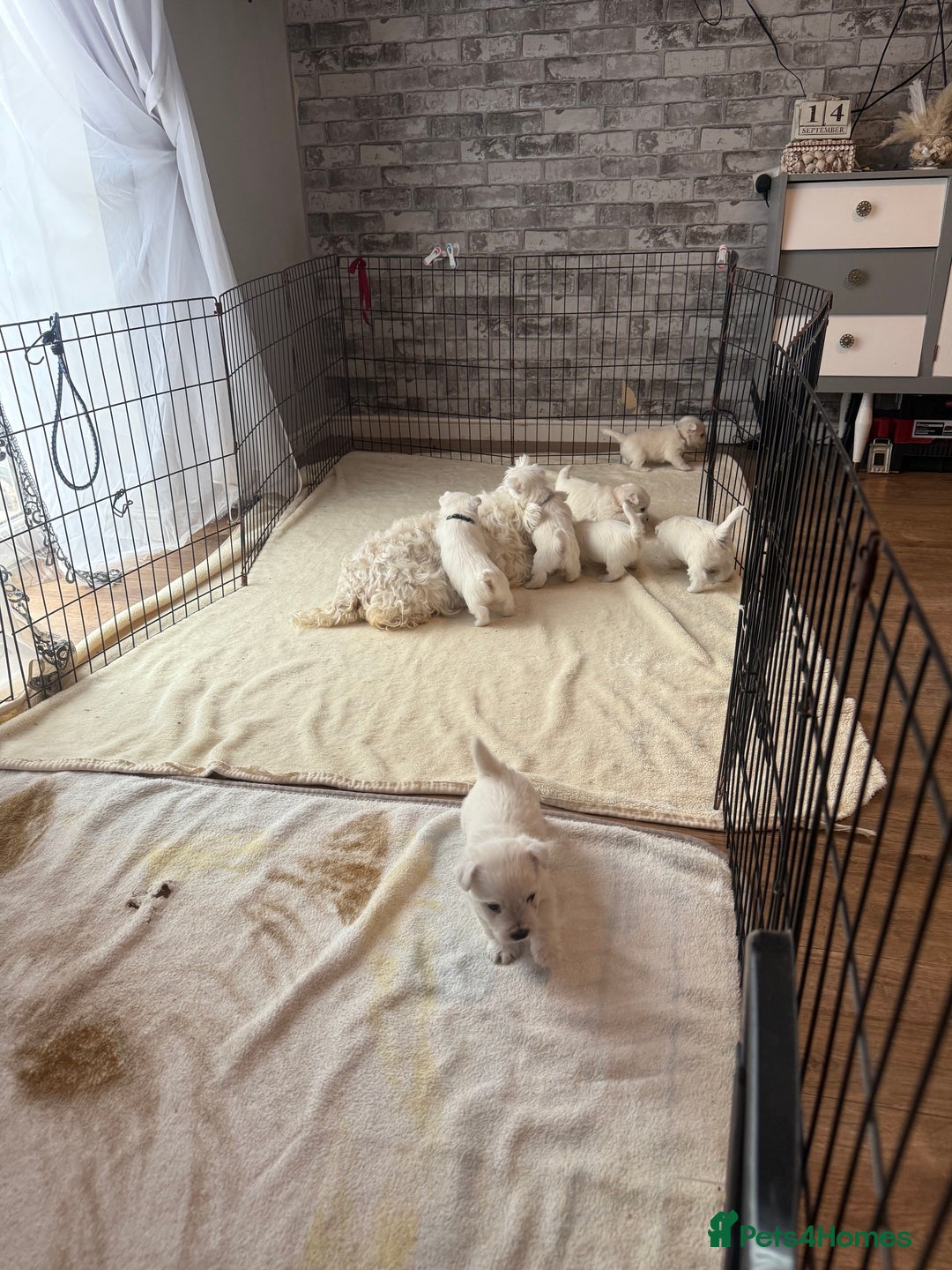 West Highland Terrier dogs for sale: KC West Highland Terrier - Image 16