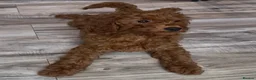 Cavapoo dogs for sale: ⭐️Top Quality Health Tested Toy Cavapoo Puppies⭐️ - Advert 3