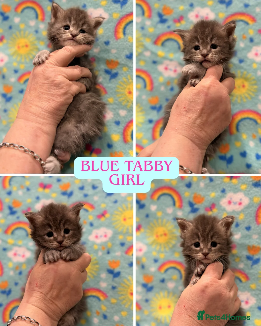 Maine Coon cats for sale: TICA REG MAINE COON KITTENS - Advert 4