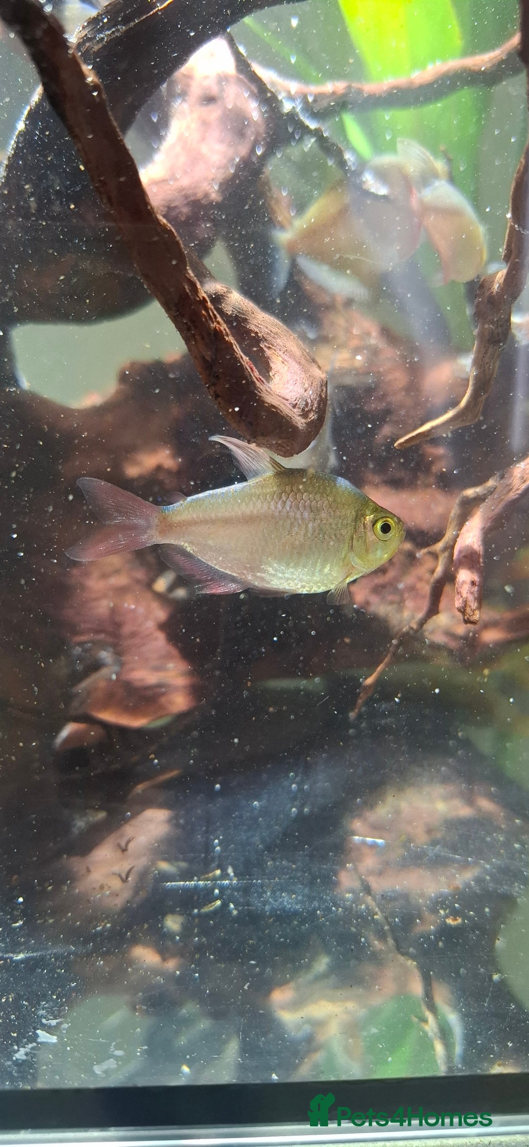 Tetras fish for sale: Tropical fish - Image 4