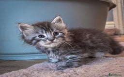 Maine Coon cats for sale: Full breed Mainecoon kittens ready 29th September  - Image 6