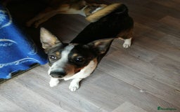 Mixed Breed dogs for adoption: 💖🐶 SESI 🐶💖 - Image 4