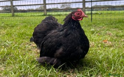 Chickens poultry for sale: X4 Pekin Bantam Hens - Image 4