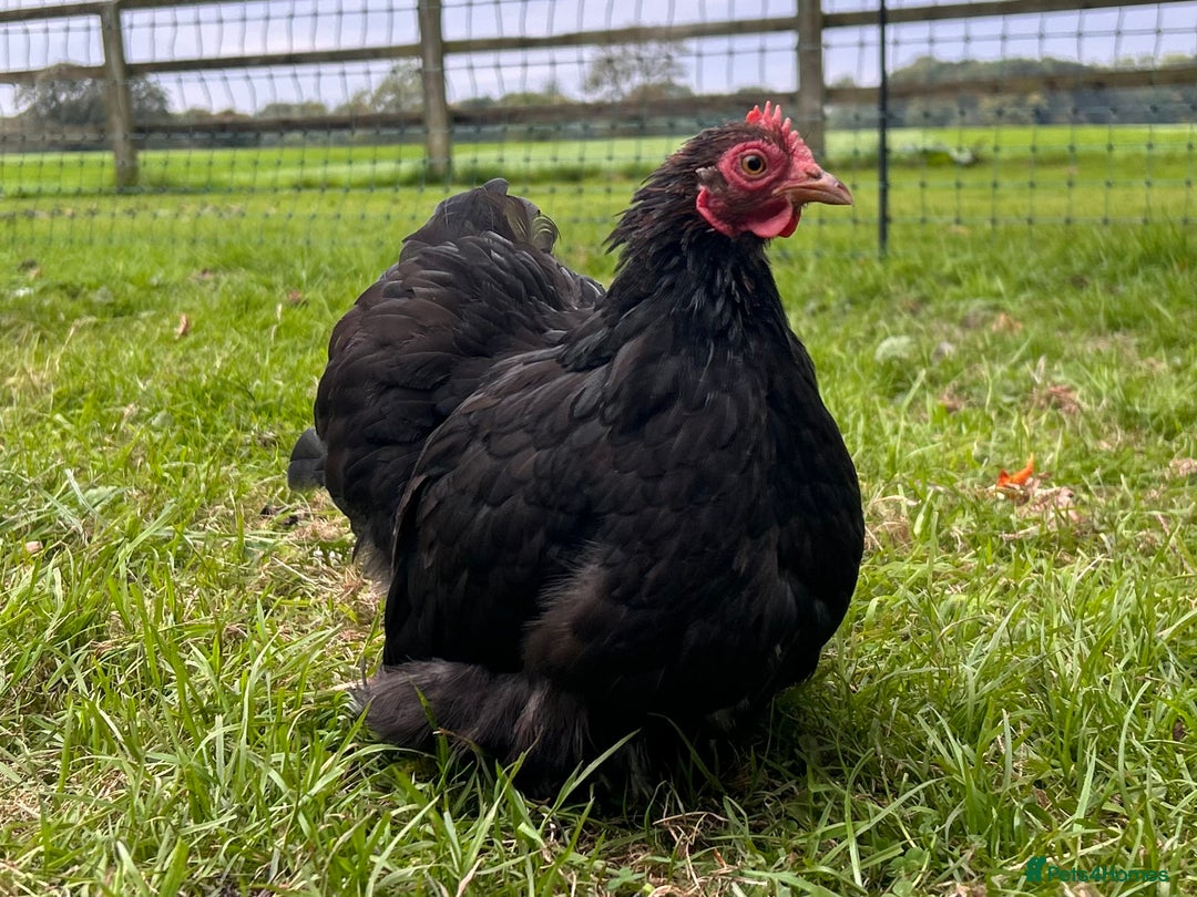 Chickens poultry for sale: X4 Pekin Bantam Hens - Image 4
