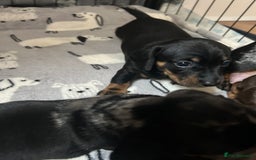 Miniature Dachshund dogs for sale: Miniature Dachshunds for sale  - Image 4