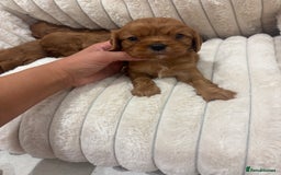 Cavalier King Charles Spaniel dogs for sale: Health tested King Charles cavalier  - Image 3