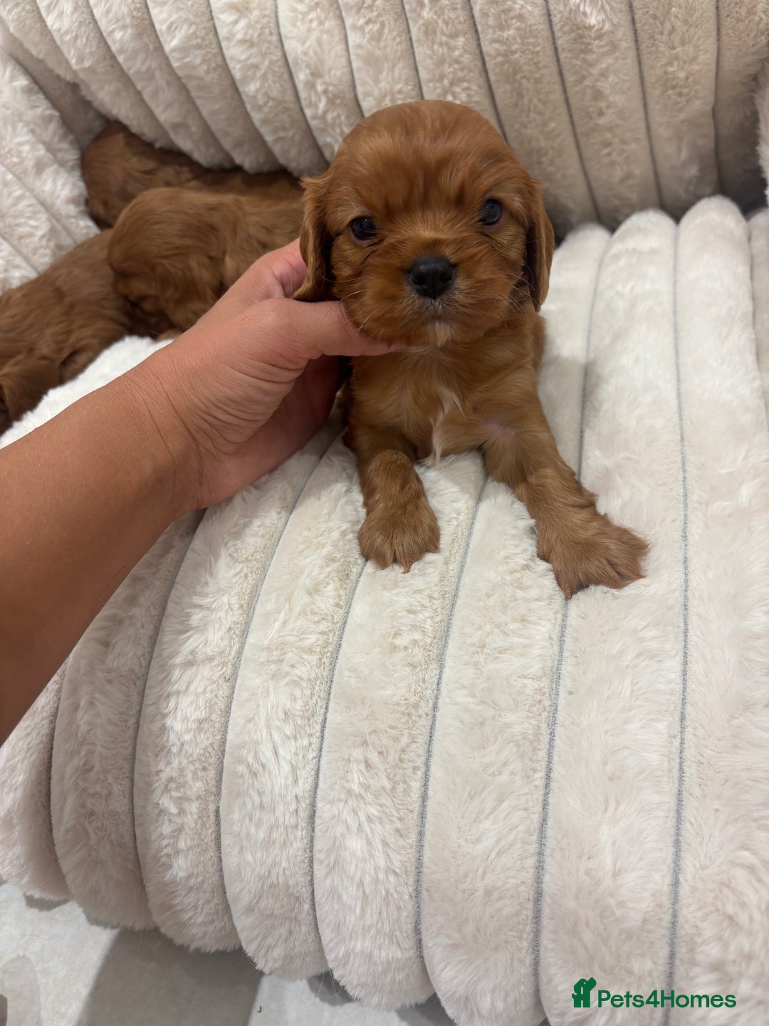Cavalier King Charles Spaniel dogs for sale: Health tested King Charles cavalier  - Image 3