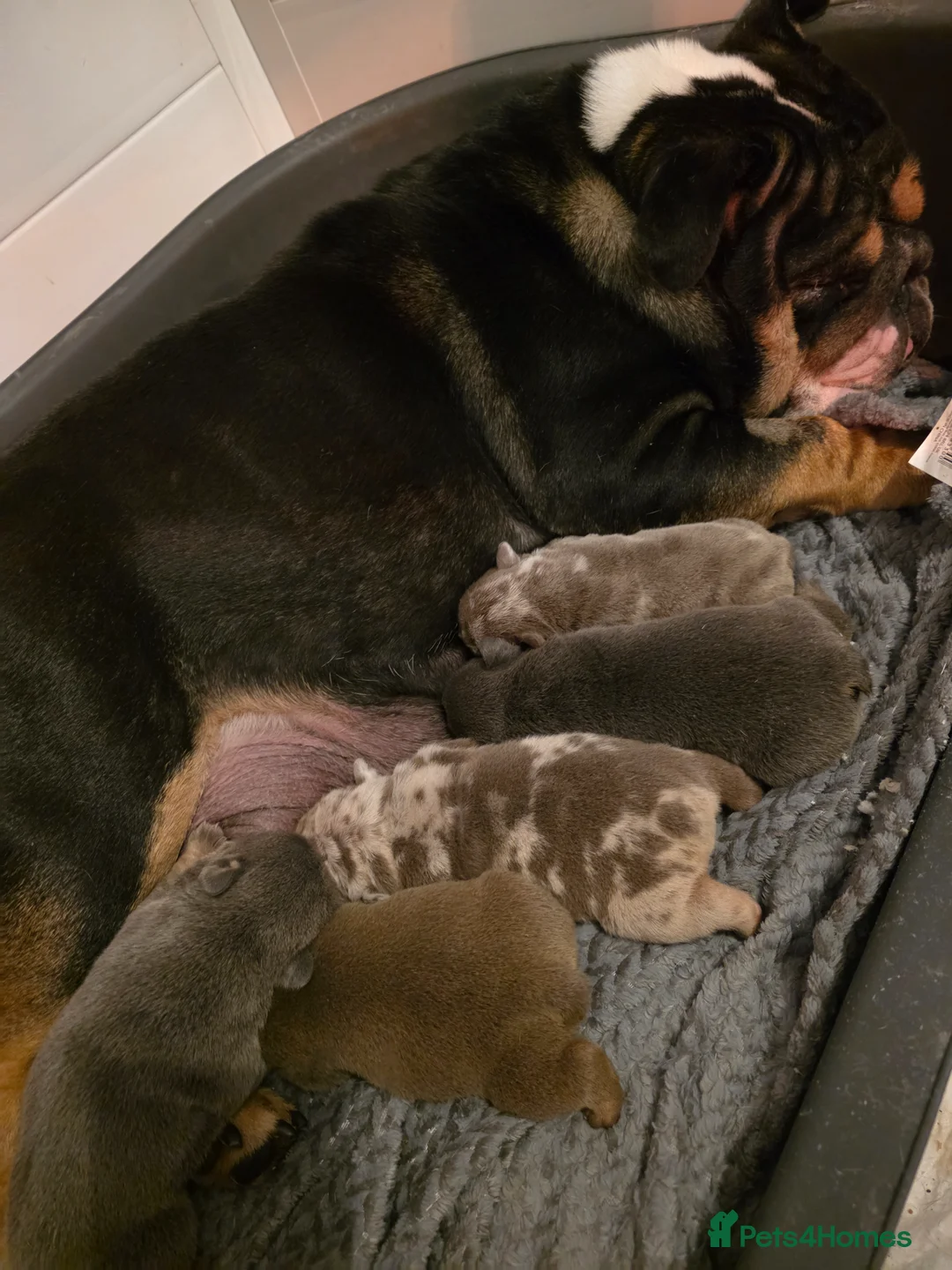 English Bulldog dogs for sale: Kc british bulldog pups - Advert 2