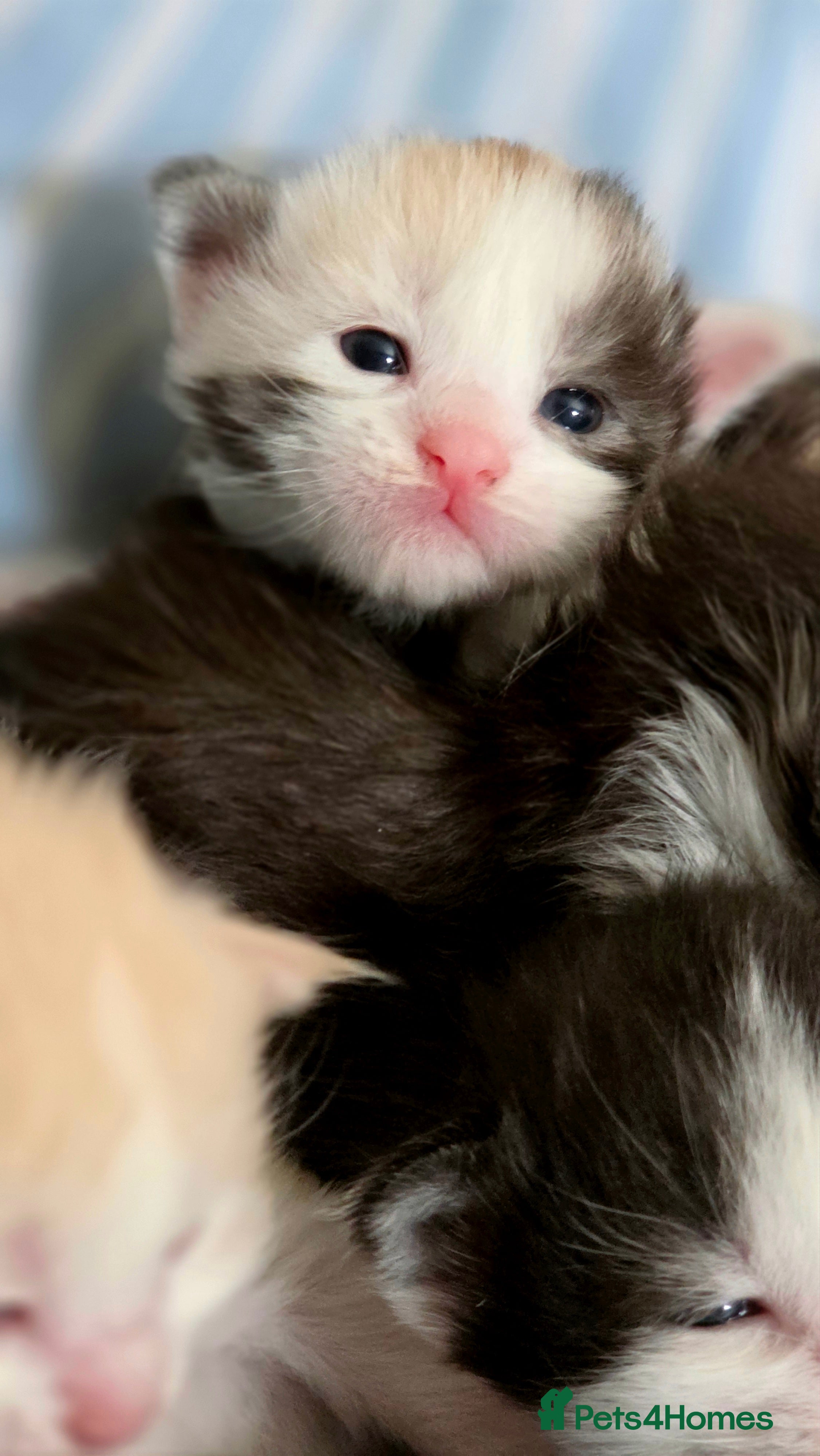Maine Coon cats for sale: Stunning Mainecoons  - Advert 2