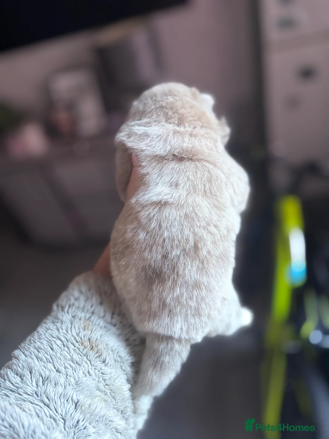 Mixed Breed dogs for sale: Chowpom puppies - Advert 15