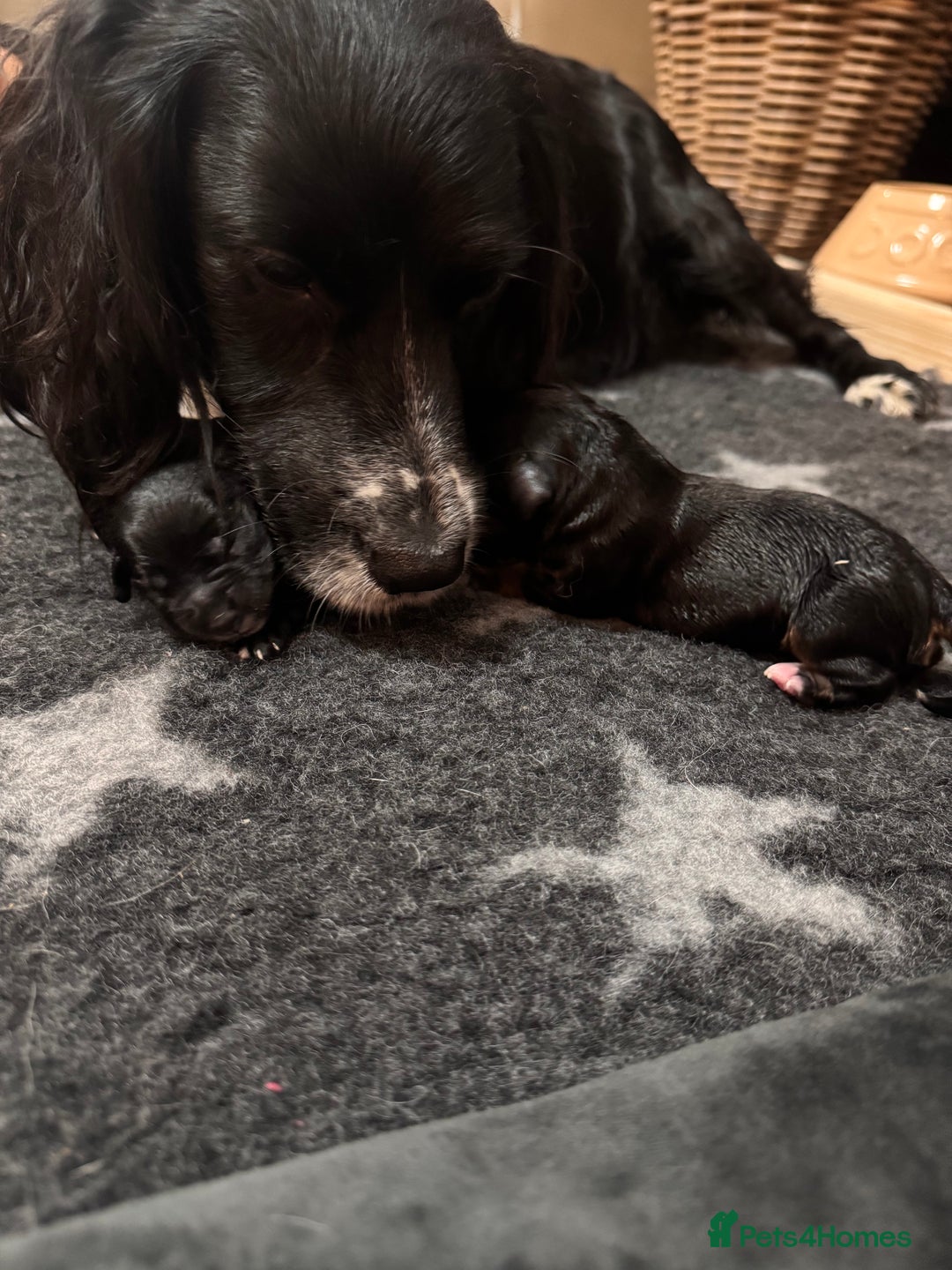 Cocker Spaniel dogs for sale: KC Cocker Spaniel Puppies  - Image 8