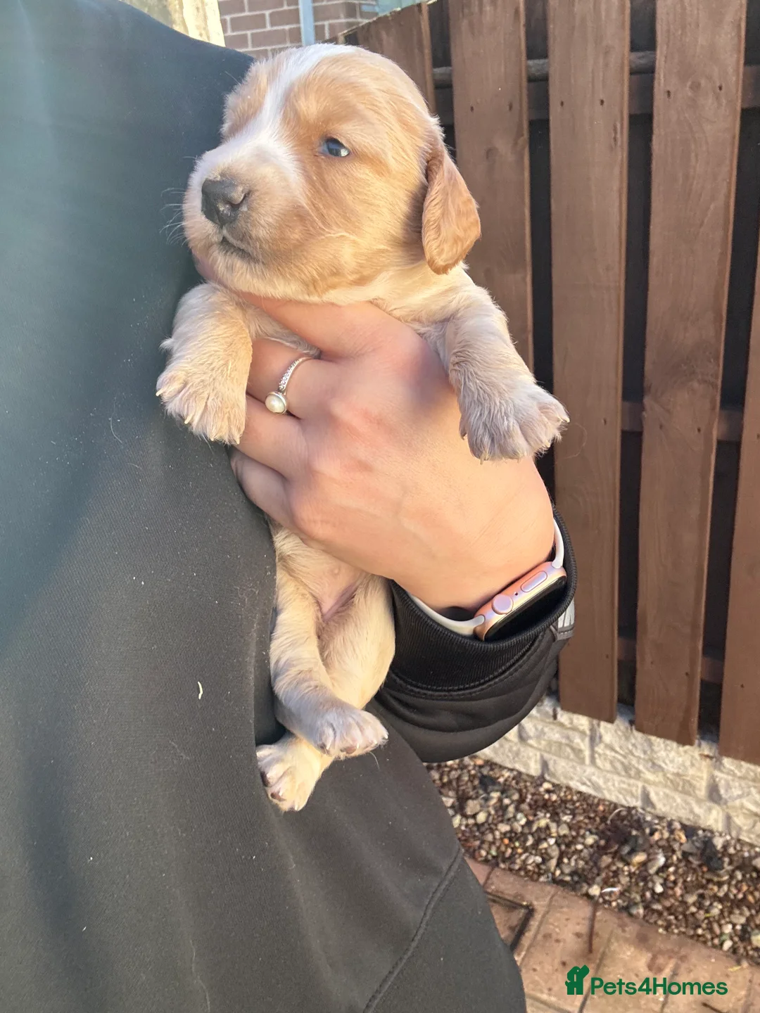 Cocker Spaniel dogs for sale: Beautiful working cocker spaniel puppies in Barnsley - Advert 2
